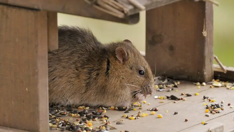 The Effects of Rodent Infestation on Indoor Air Quality