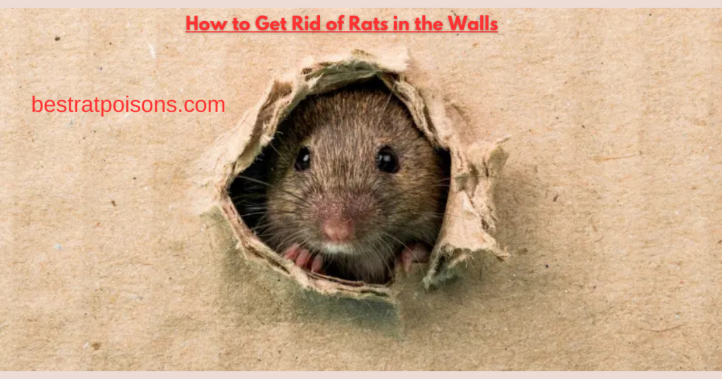 How To Get Rid Of Rats In The Walls